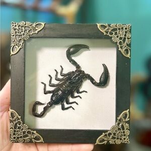Black and Gold Scorpion Art Wall Decor